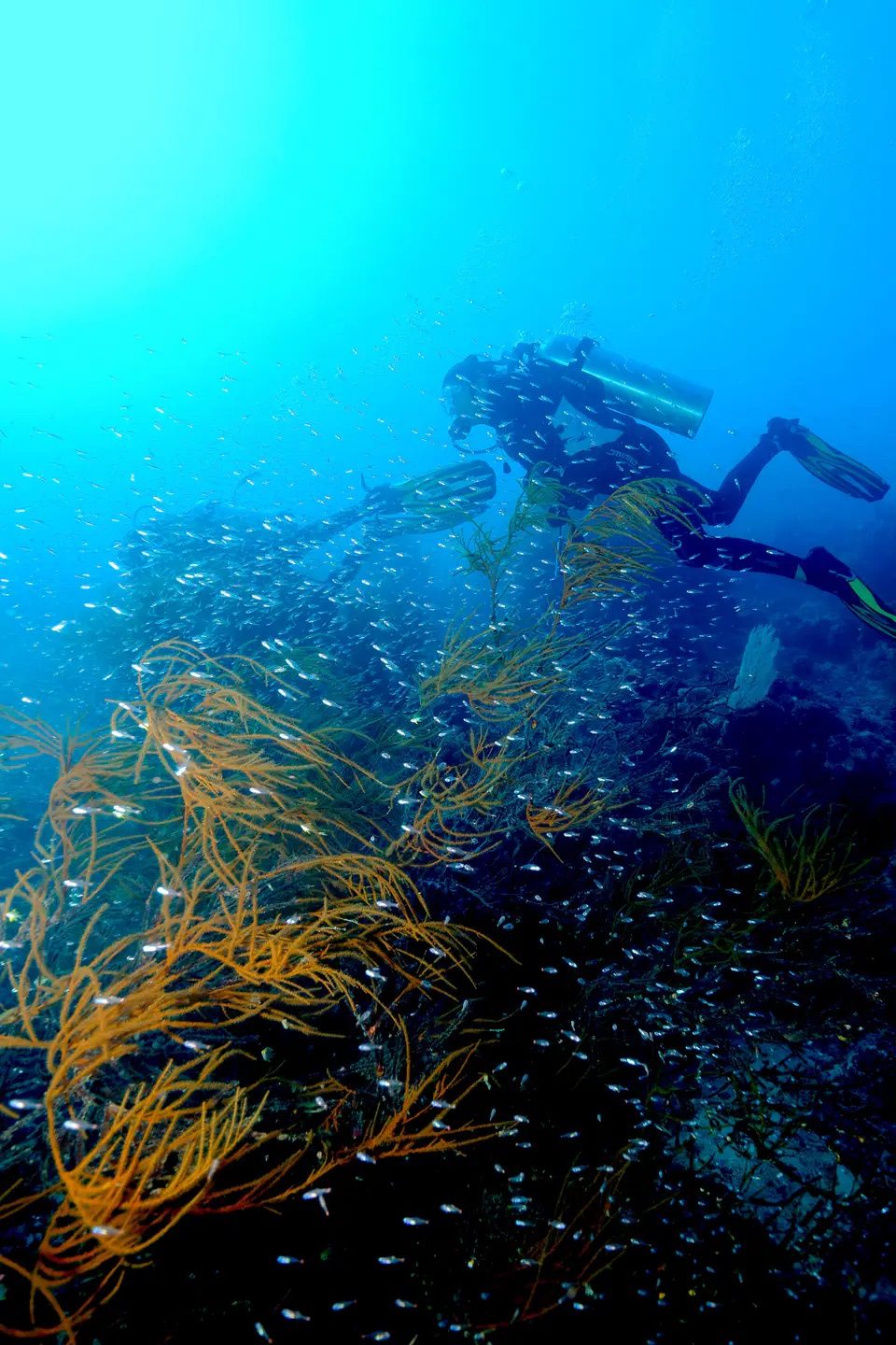 Pristine shallow hard coral garden in bright light at Melissa's Garden, Raja Ampat