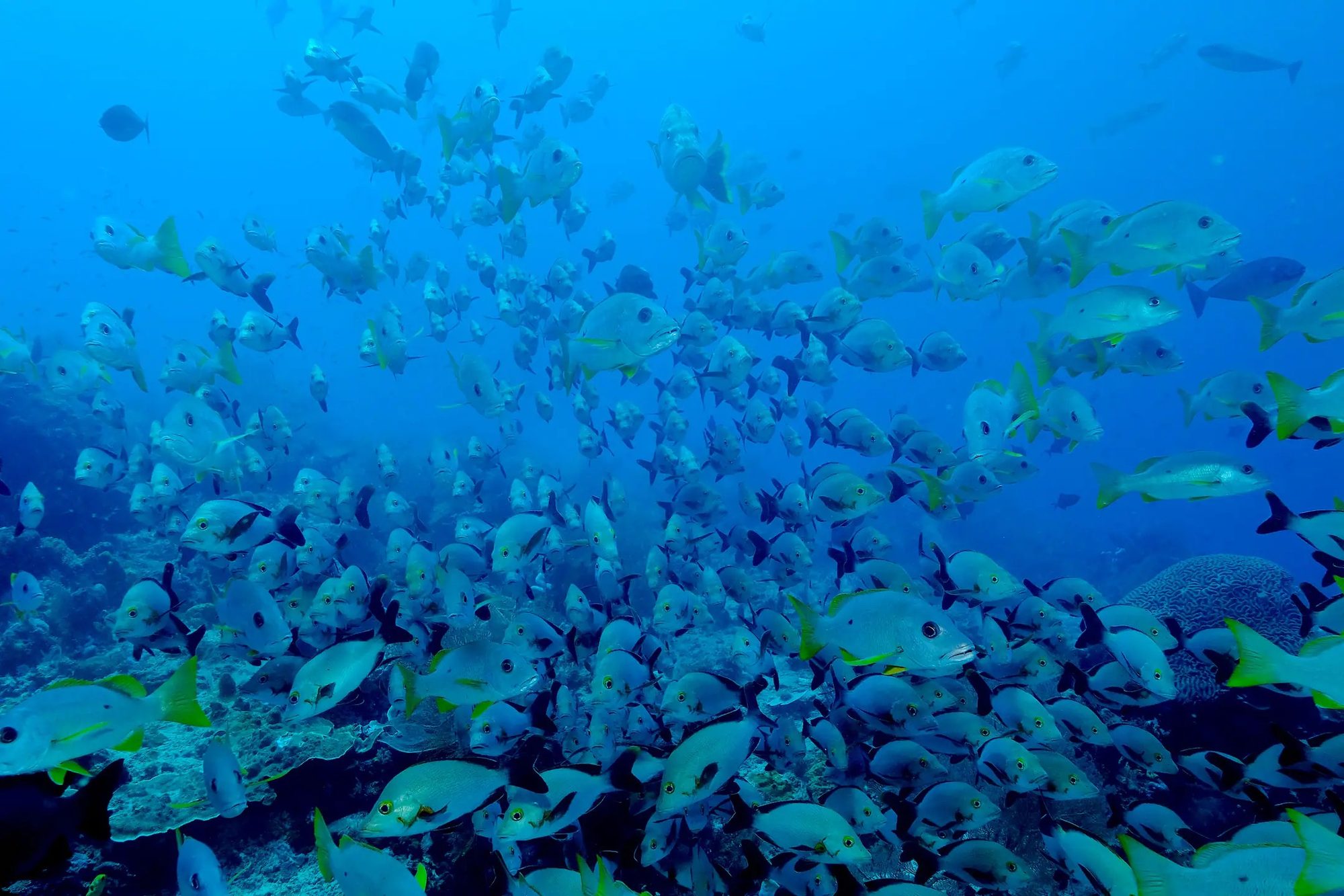 A tasselled wobbegong shark resting camouflaged beneath a table coral
